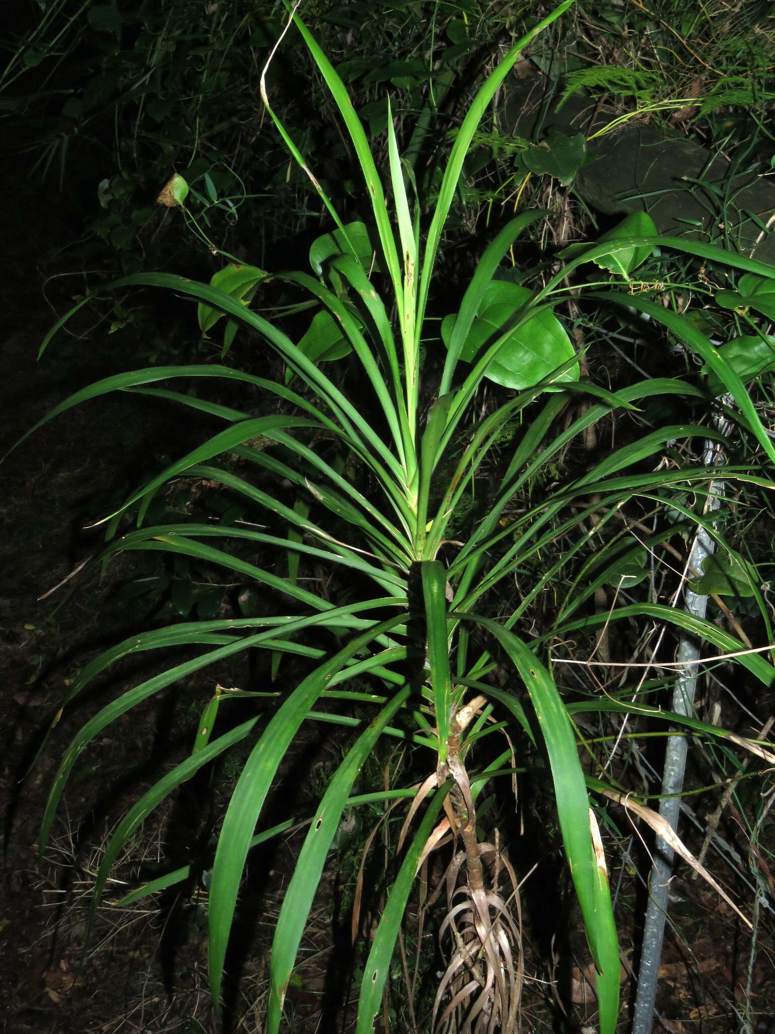 Imagem de Cordyline stricta (Sims) Endl.