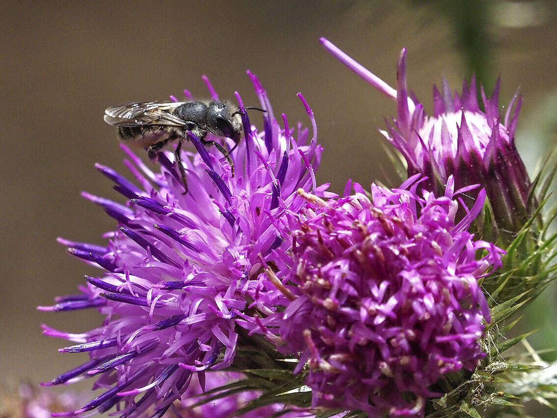 Image of Osmia niveata (Fabricius 1804)