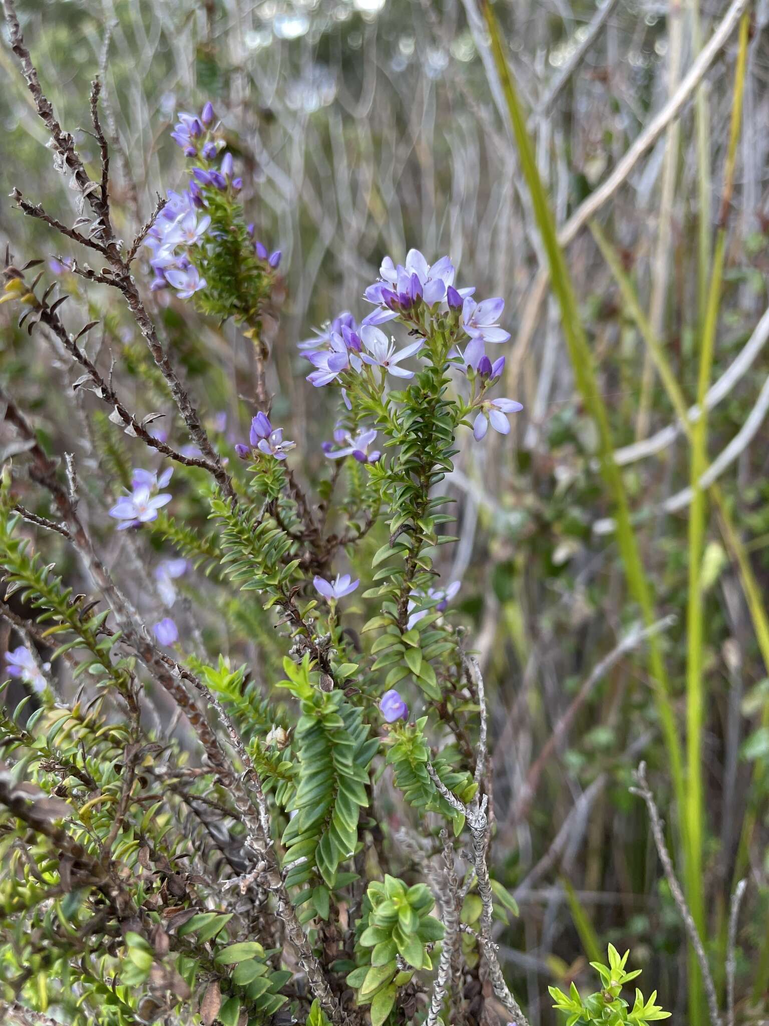 Image of Veronica formosa R. Br.