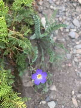 Image de Polemonium pulcherrimum subsp. lindleyi (Wherry) V. Grant