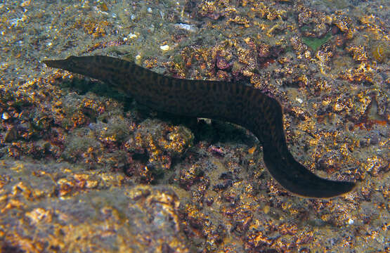 Image of Mastacembelus platysoma Poll & Matthes 1962