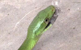 Image of Green mamba