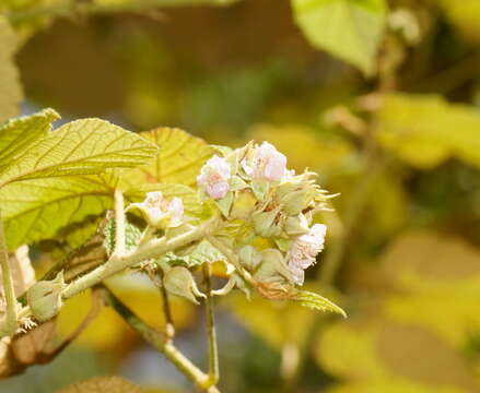 صورة Rubus moluccanus var. trilobus A. R. Bean