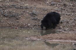 Image of Sloth Bear