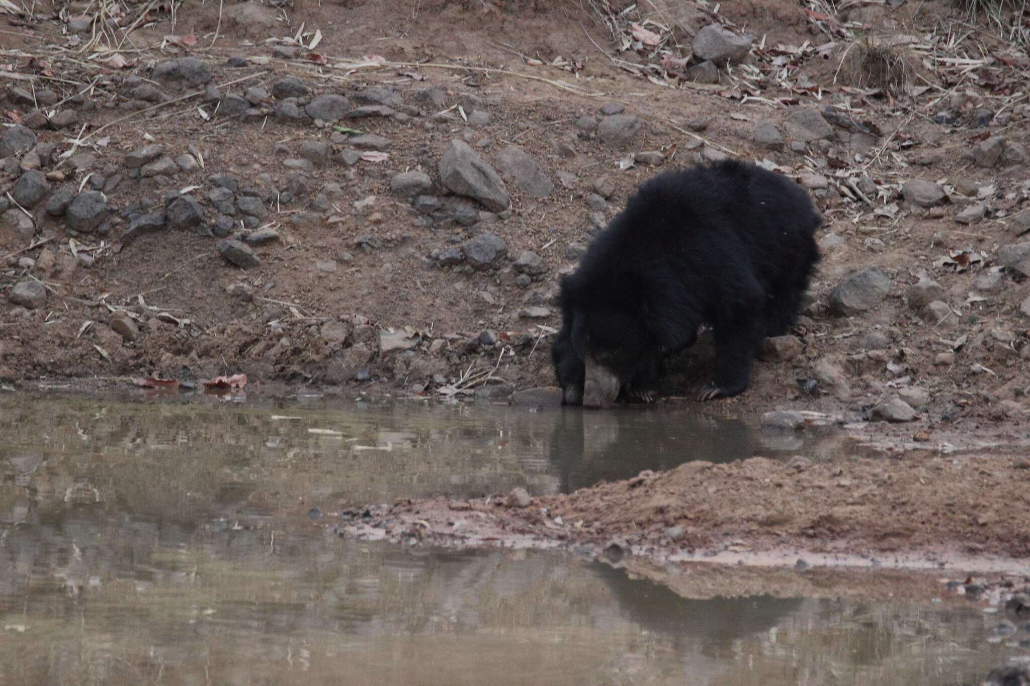 Image of Sloth Bear