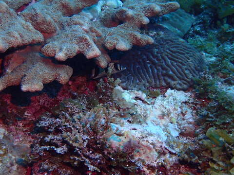 Image of Asian Butterflyfish