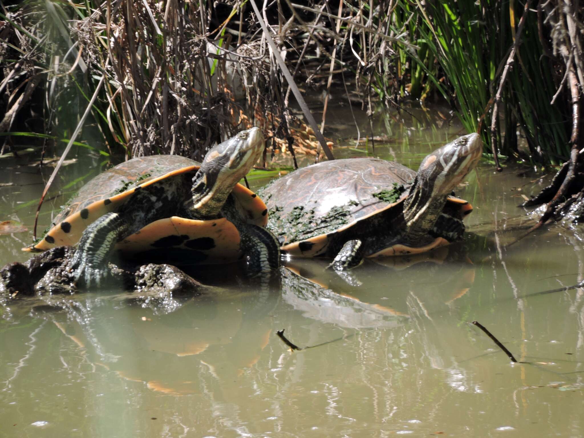 Image of Black-bellied Slider