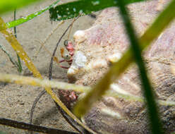 Image of Mediterranean hermit crab