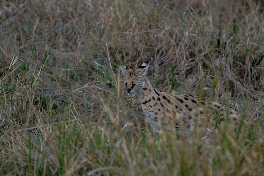 Image of Serval (cat)