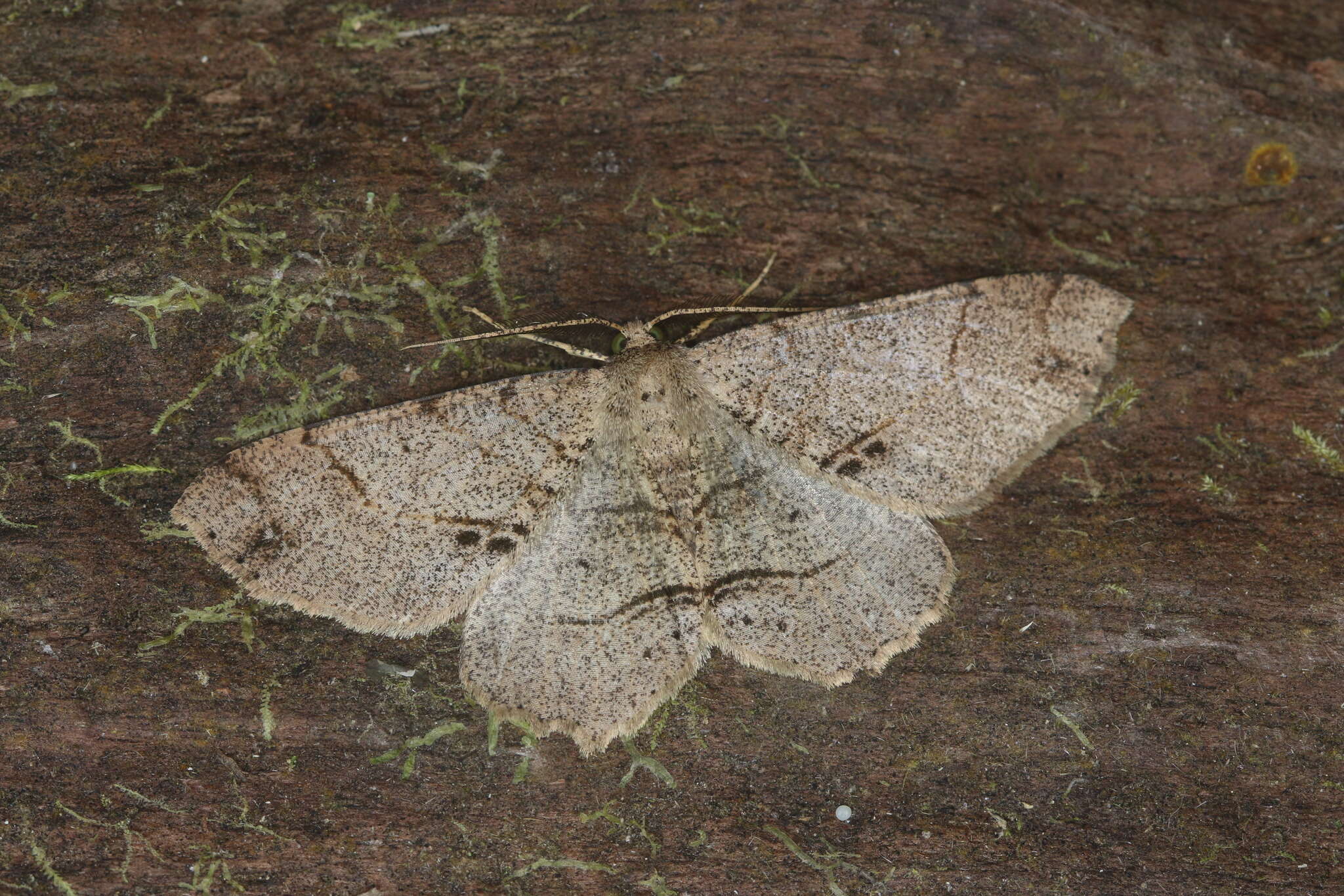 Sivun Melanolophia attenuata Rindge 1964 kuva