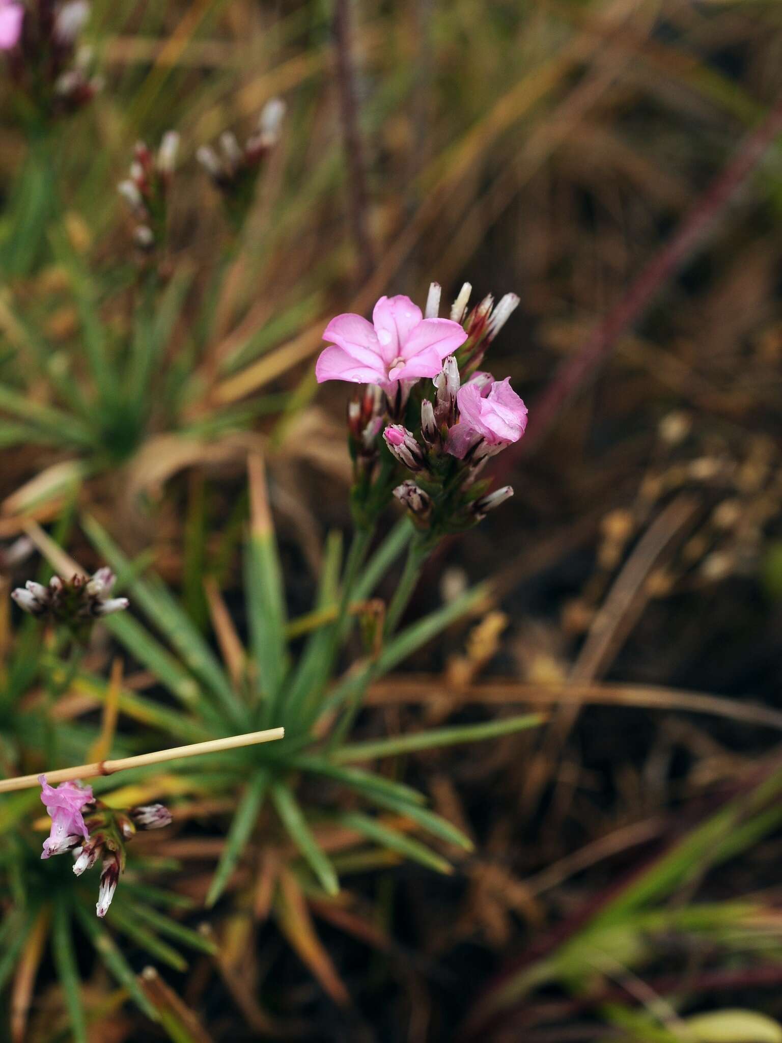 Image of Acantholimon alatavicum Bunge