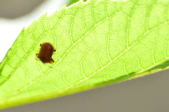 Image of Charidotella (Chaerocassis) emarginata (Boheman 1855)