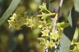 Image of Ventilago viminalis Hook.