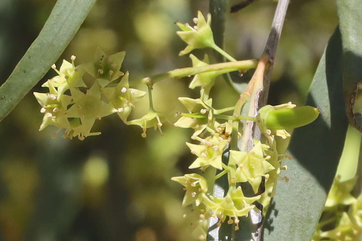 Image of Ventilago viminalis Hook.