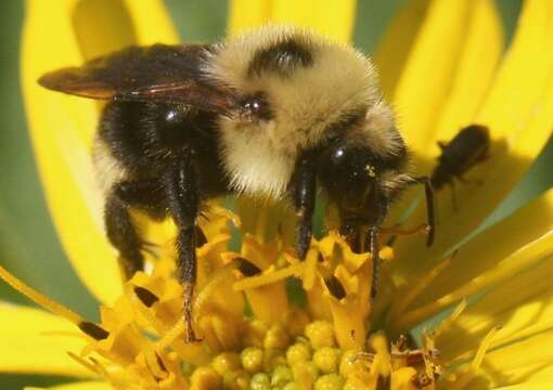 Image de Bombus insularis (Smith 1861)