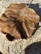 Image of Himalayan Birch