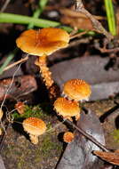 Image of Pholiota squarrosipes Cleland 1933