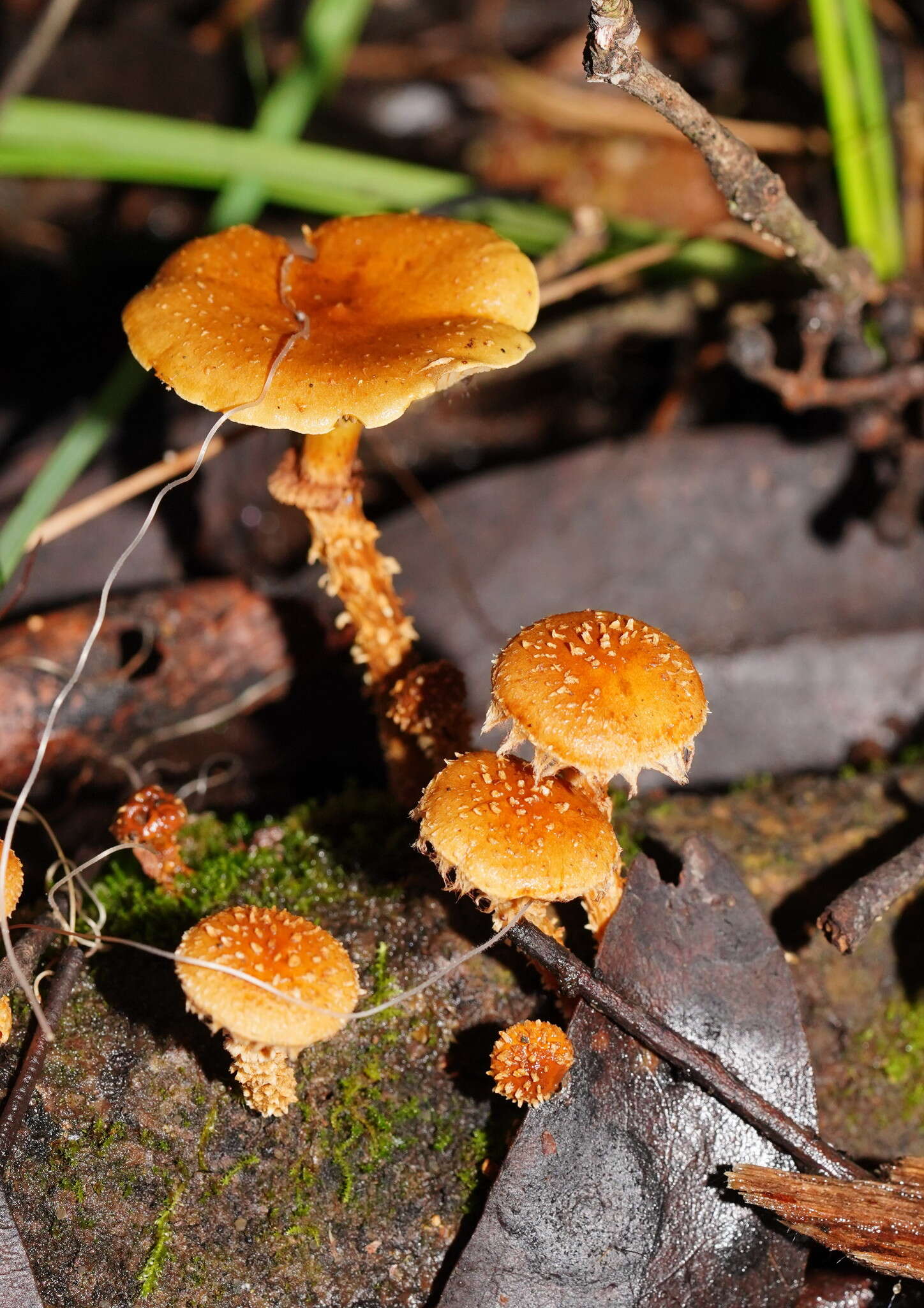 Image of Pholiota squarrosipes Cleland 1933