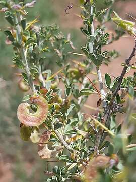 Image of Indigofera circinnata Harv.