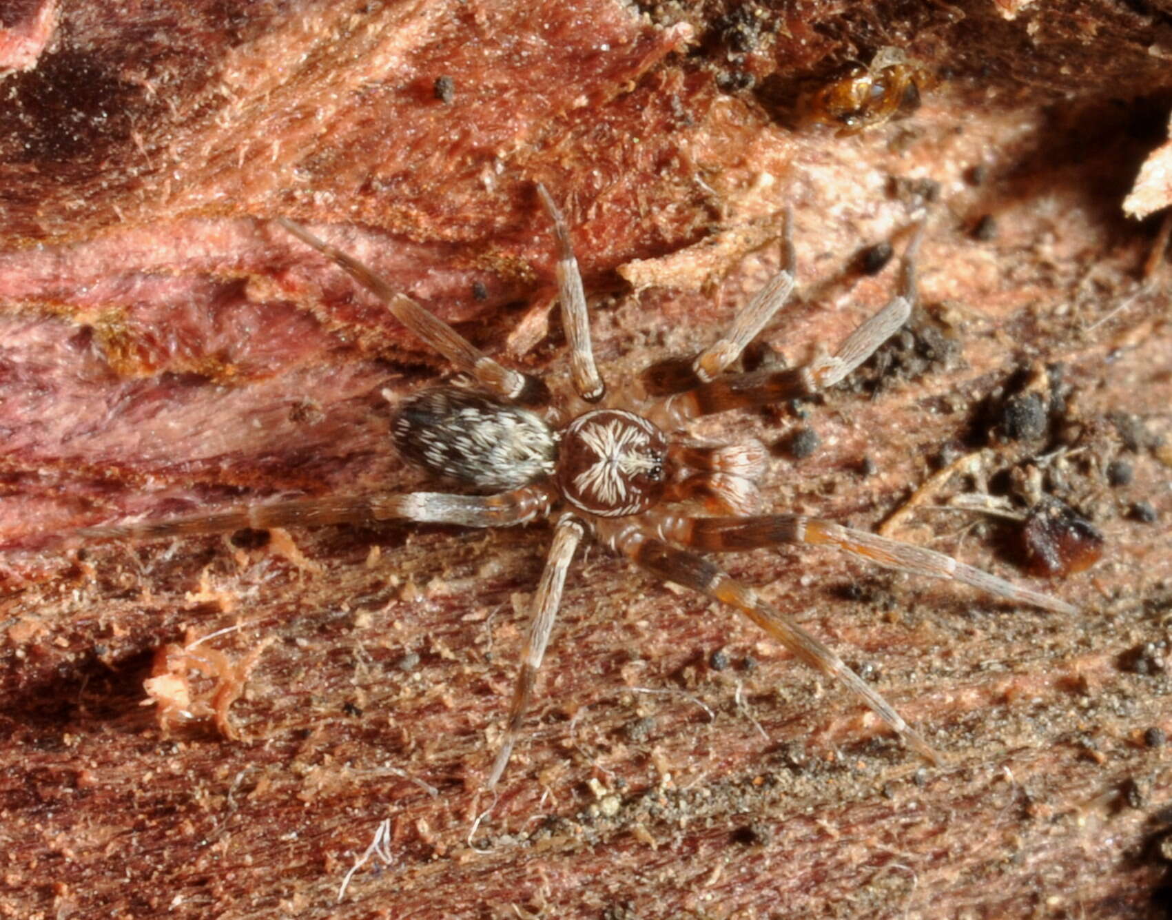 Image of Filistatinella kahloae Magalhaes & Ramírez 2017