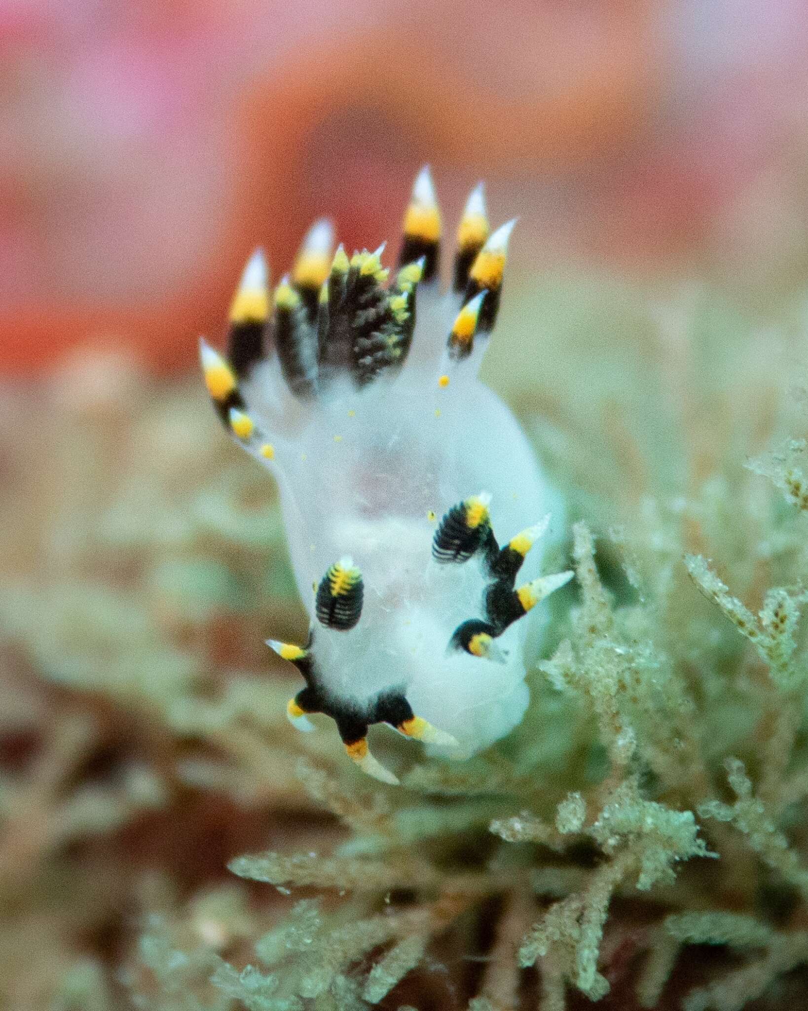 Image of Polycera tricolor Robilliard 1971