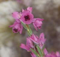 Image of Erica corifolia var. bracteata (Thunb.) Dulfer