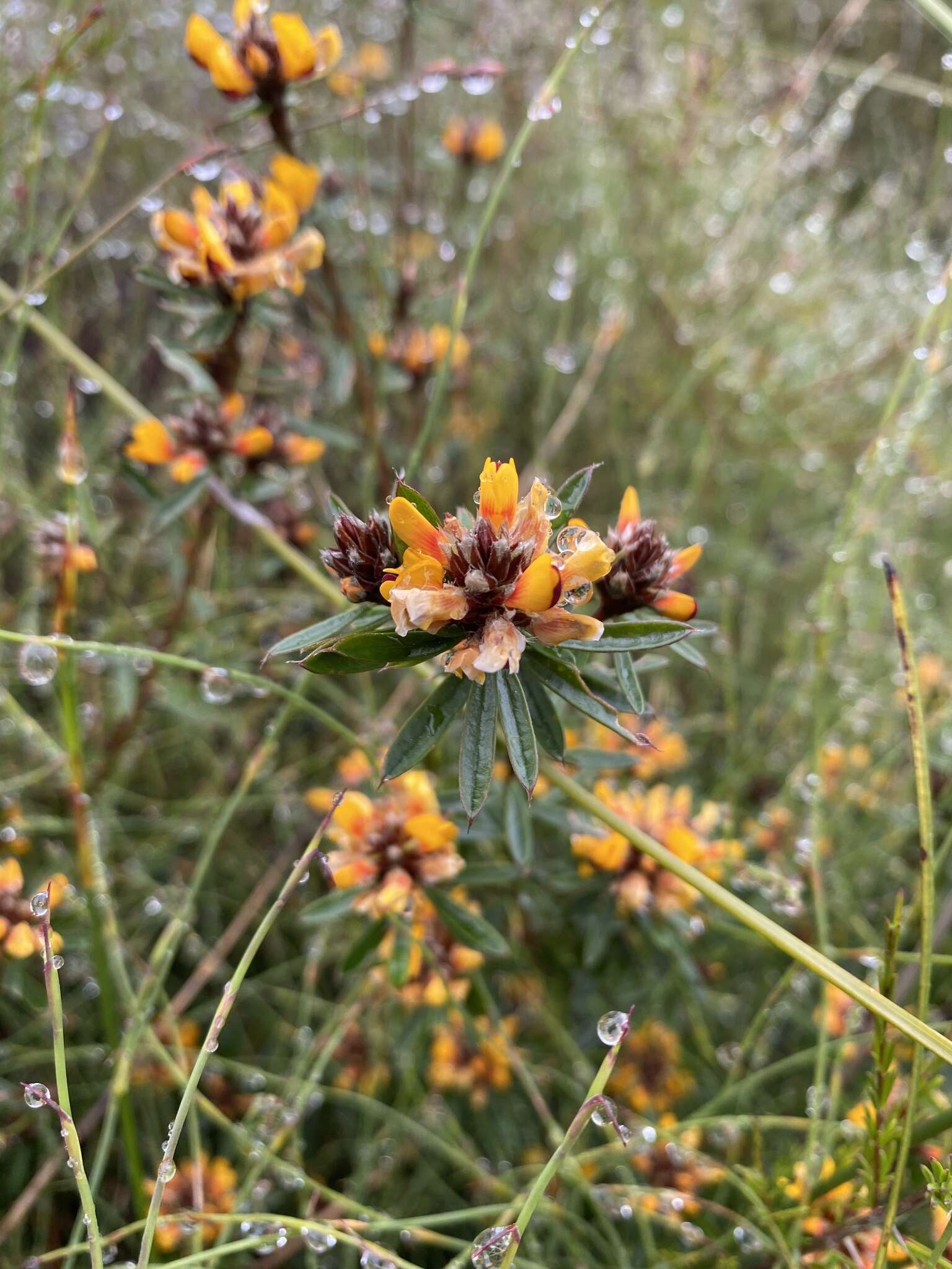 Слика од Pultenaea myrtoides Benth.