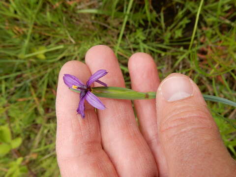 Image of Hitchcock's Blue-Eyed-Grass