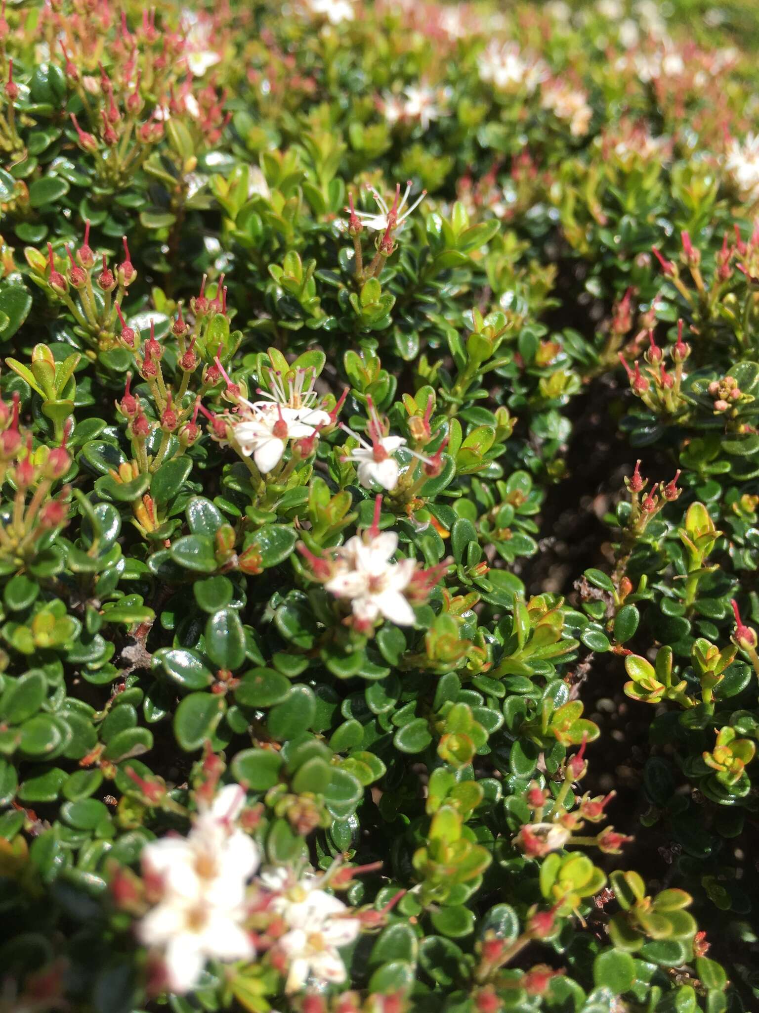 Image of Sand-Myrtle