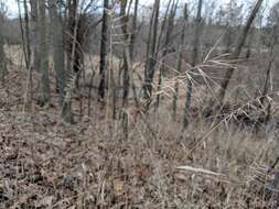 Image of eastern bottlebrush grass