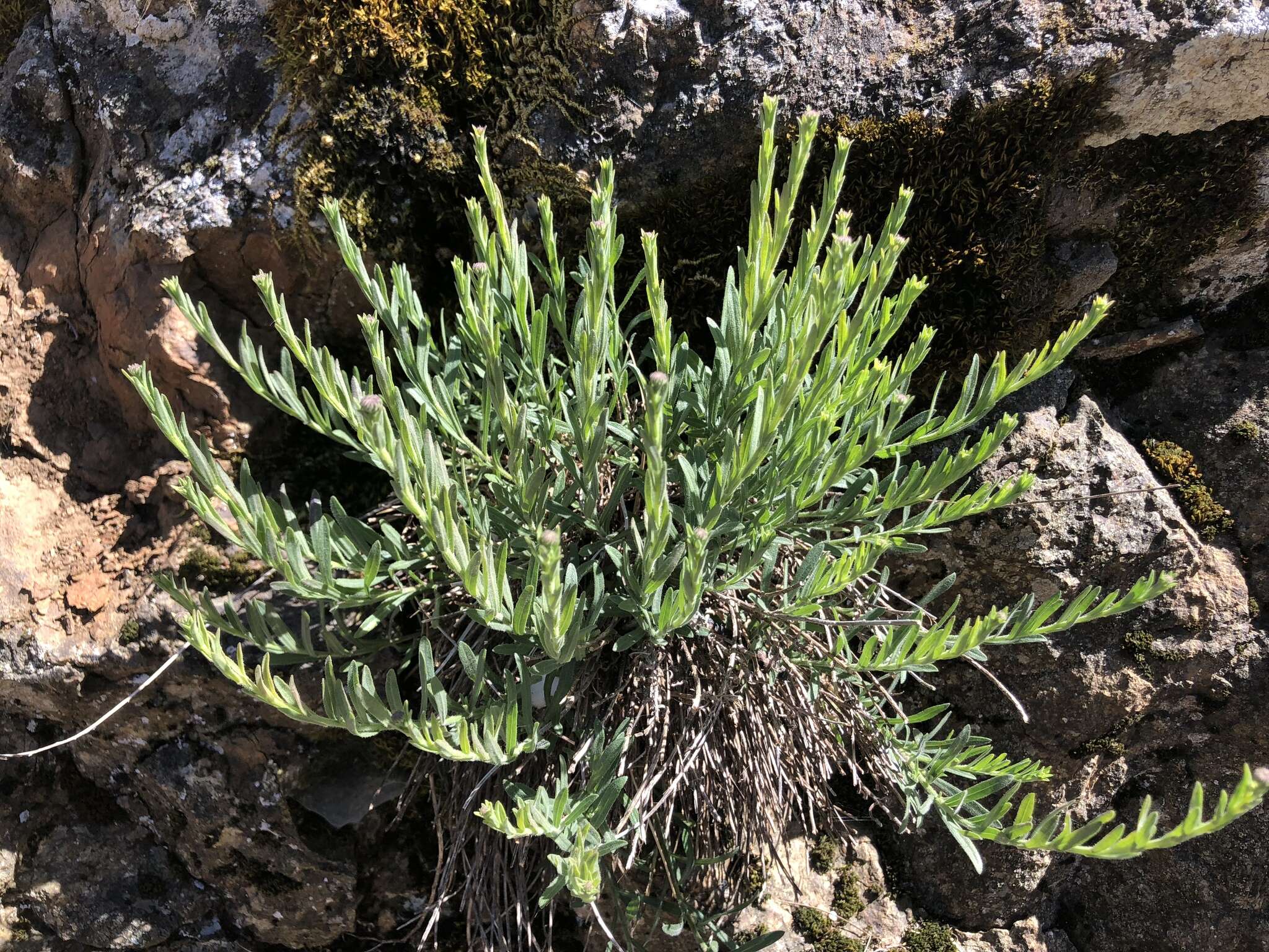 Erigeron petrophilus Greene resmi