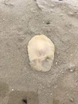 Image of Sand slug