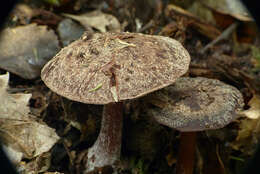 Image of Rhodocollybia purpurata (G. Stev.) J. A. Cooper 2014