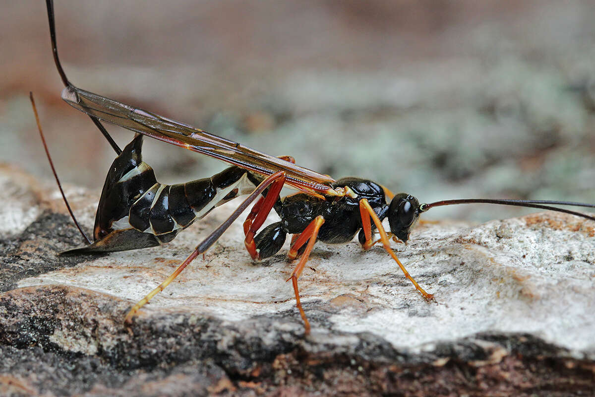 Image of Coleocentrus excitator (Poda 1761)