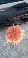 Image of fragile sea urchin