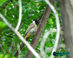 Image of White-eared Bulbul