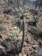 Image of Cylindropuntia alcahes var. alcahes