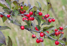 Image of Ilex serrata Thunb.