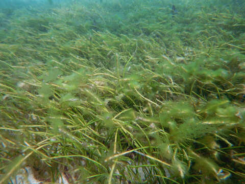 Image of Round-leaf sea grass