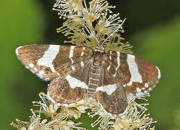 Image of Trichodezia kindermanni Bremer 1864