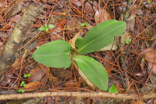 Sarcoglottis sceptrodes (Rchb. fil.) Schltr.的圖片