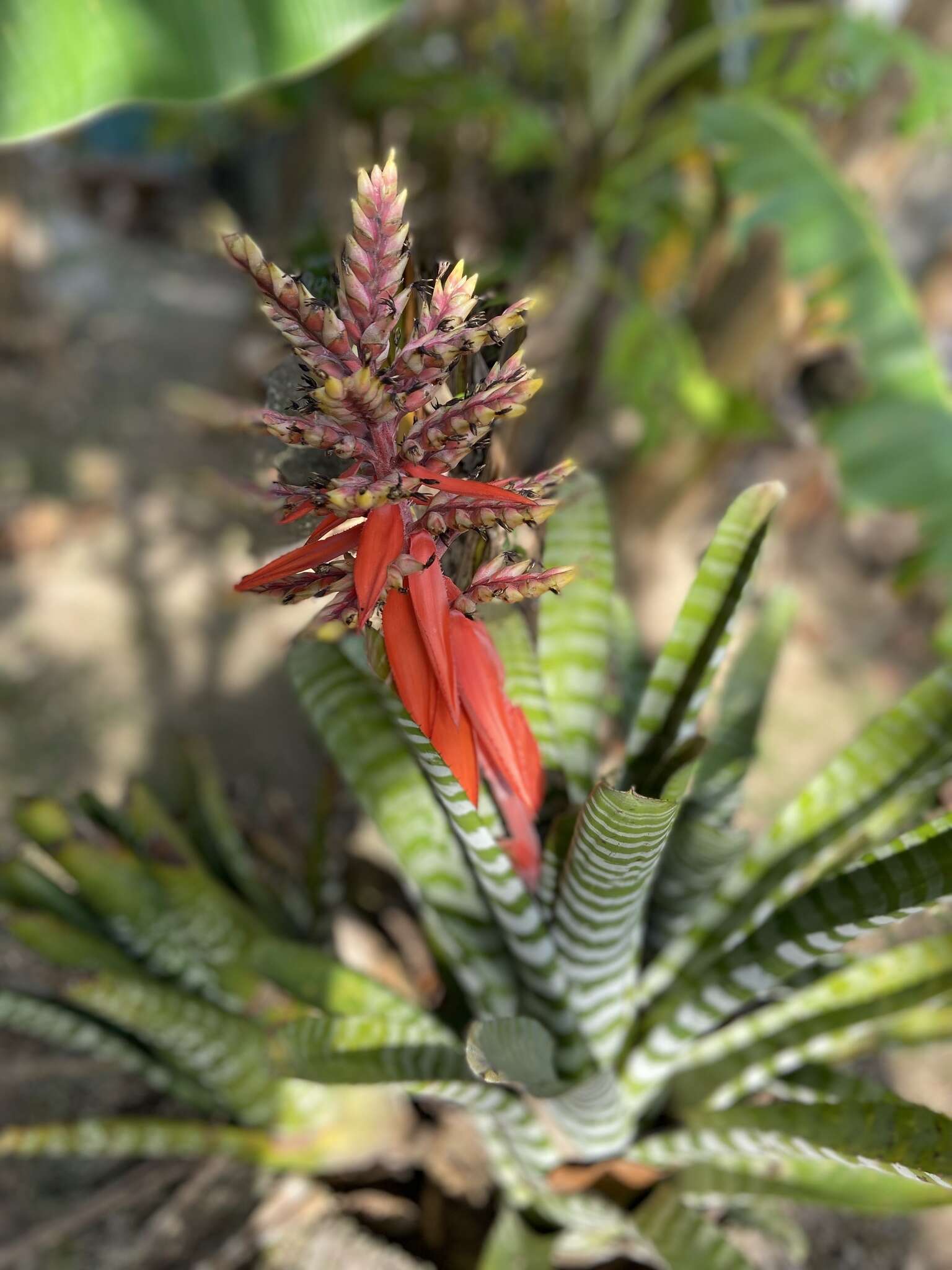 Image of Aechmea chantinii (Carrière) Baker