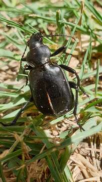 Image of Calosoma (Campalita) maderae (Fabricius 1775)