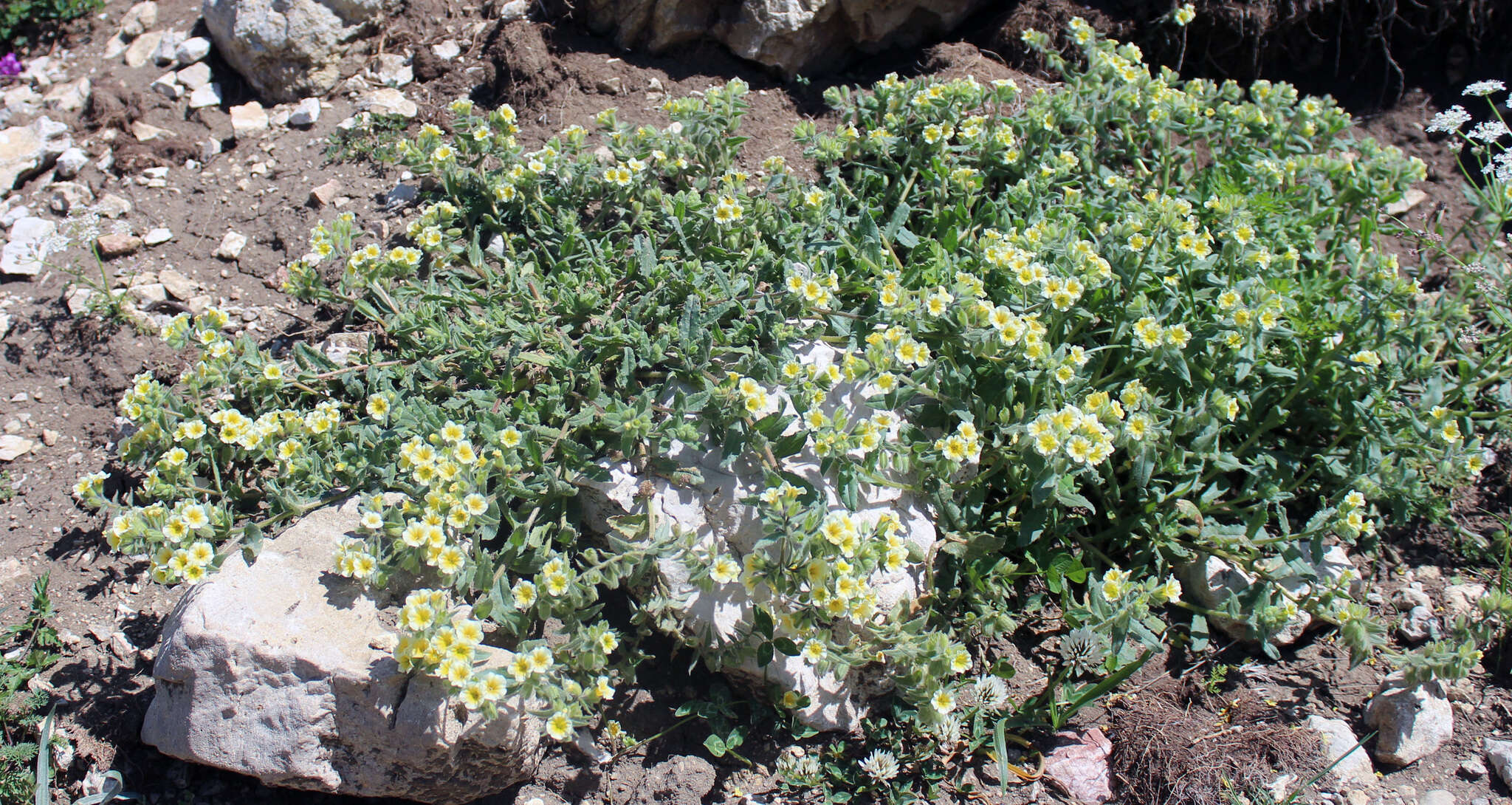 Image of Nonea alpestris (Stev.) G. Don fil.