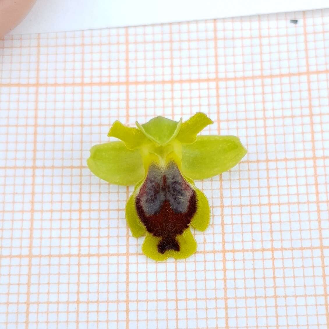 Image of Ophrys battandieri E. G. Camus