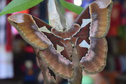 Image of Orizaba Silkmoth