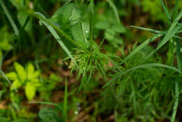 Image of Ranunculus polyanthemos L.