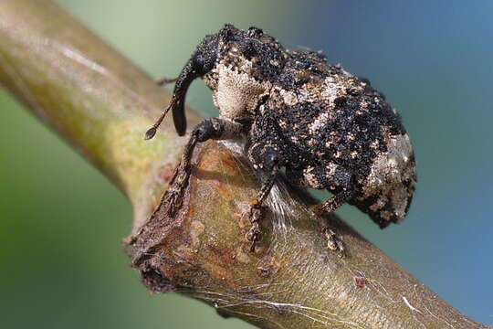 Image of Weevil