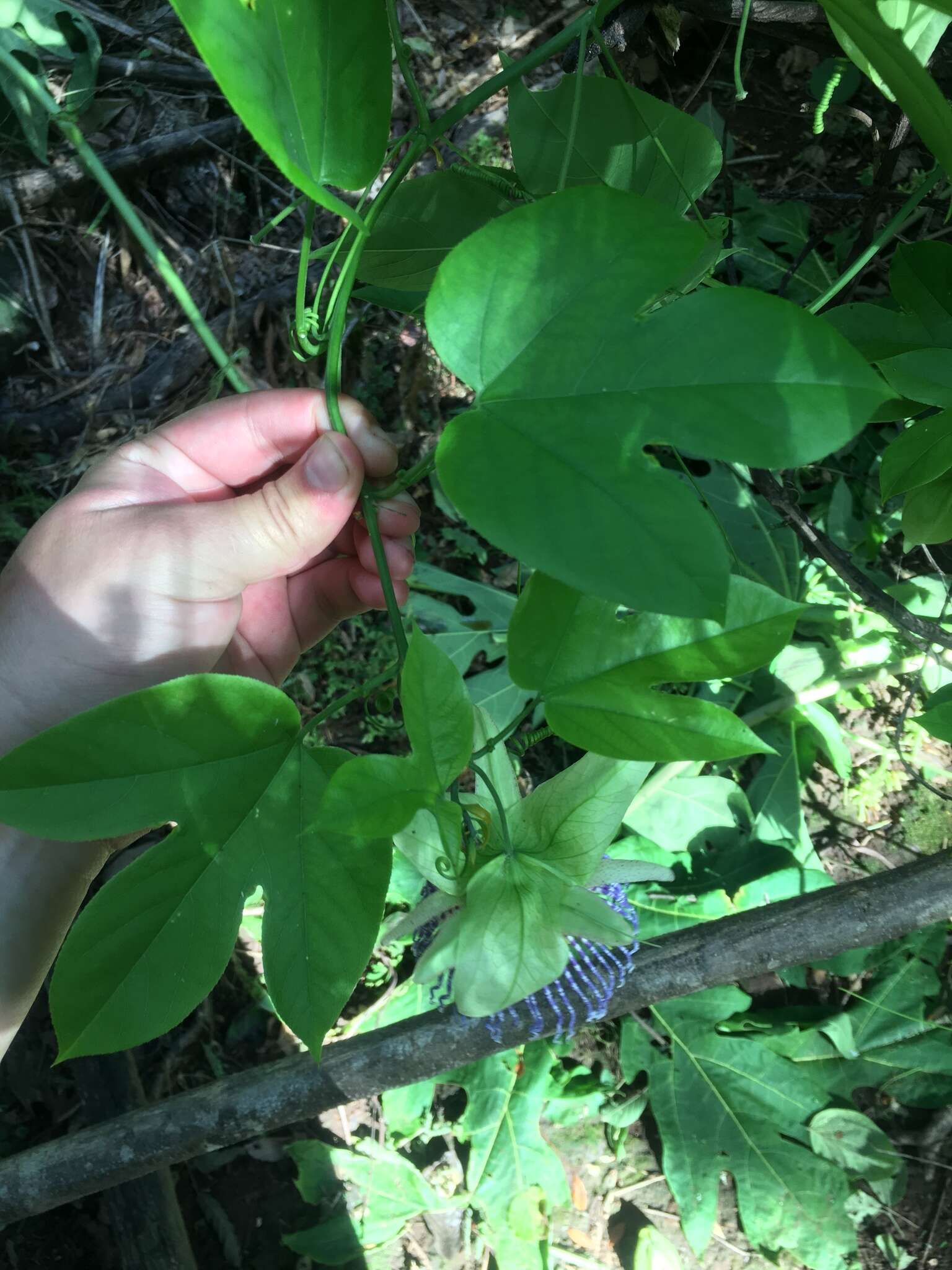 Image of Passiflora platyloba Killip