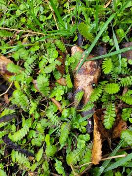 Image of Leptinella traillii (Kirk) D. G. Lloyd & C. J. Webb